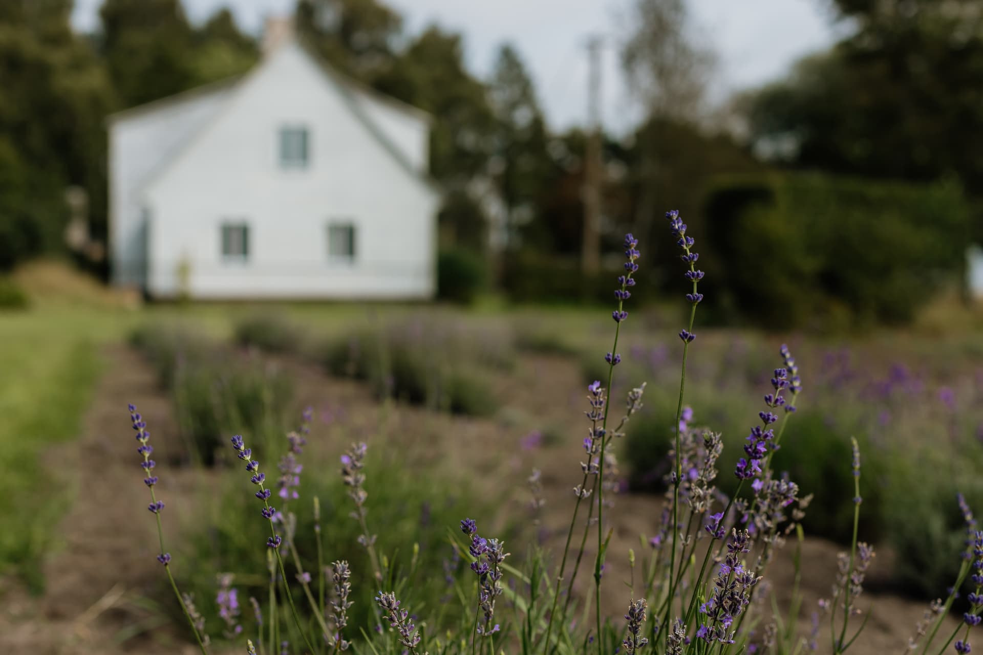 Lavender sachet making masterclass