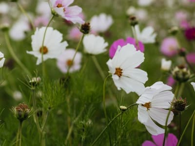 Daily stroll through lavender fields and wild flower meadows