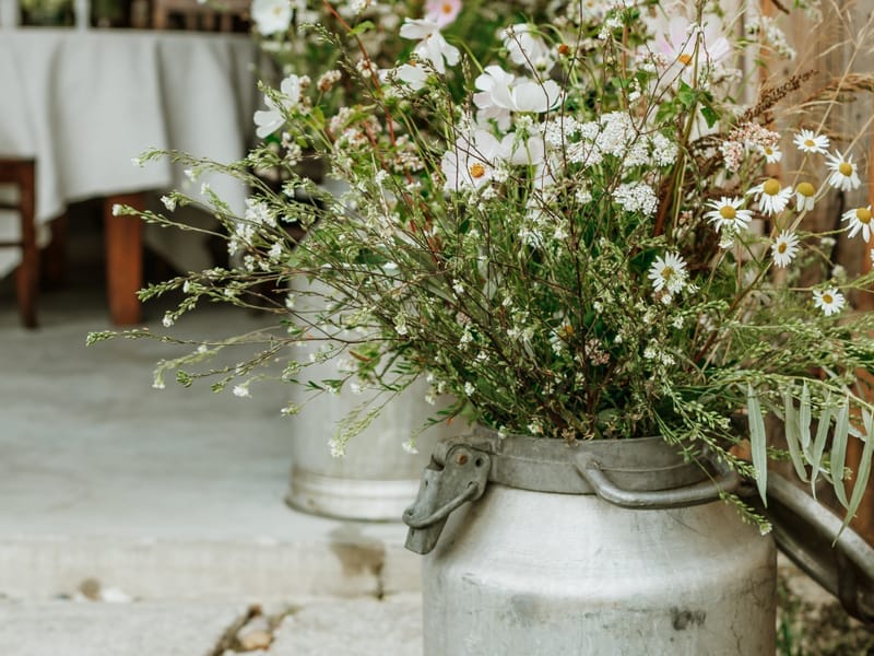 Innovation and solutions with beautiful cannas flowers