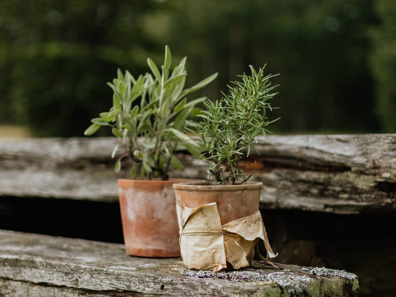 Sustainable herbs and eco-friendly environment